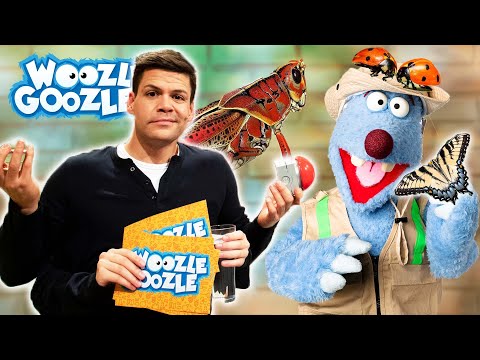 Was haben Insekten für geheime Kräfte? l WOOZLE GOOZLE