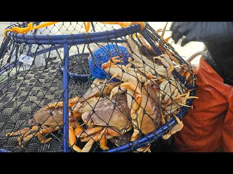 2025 Dungeness Crab Season Opener Bodega Bay, California