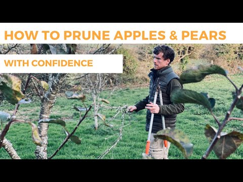 How to Prune Apple & Pear Trees With Confidence