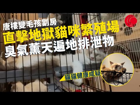 一線搜查|直擊地獄貓咪繁殖場 臭氣薰天遍地排泄物 唐樓變毛孩劏房 蟑螂隨處可見|元朗又新街公園變老鼠天地 多人隨地大小便? 食環署去咗邊? |341集|有線新聞 羅頌欣 梁嘉琪|HOY TV 77台