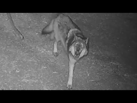 Northern California officials issue gray wolf warning