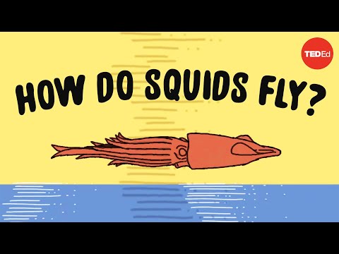These squids can fly... no, really - Robert Siddall