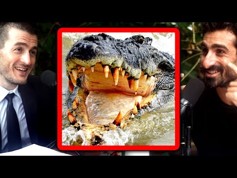 Most dangerous animals in the Amazon jungle | Paul Rosolie and Lex Fridman