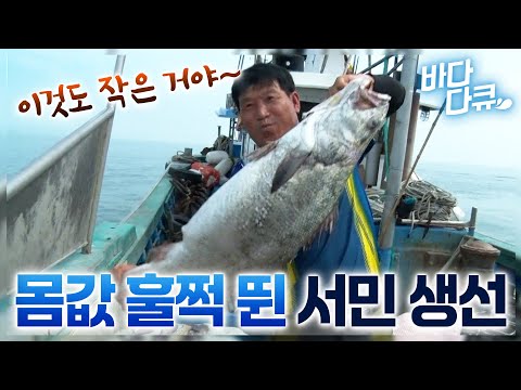 거대한 몸집에 킬로당 5만 원! 서민들이 먹던 생선인데 몸값 훌쩍 뛰었다는 여름 제철 물고기 / 서해 바다 민어 조업 현장 / #바다다큐
