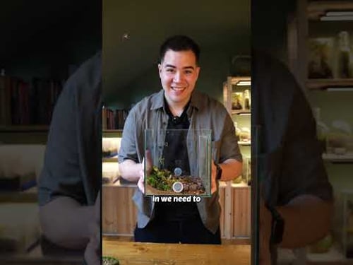 Ant farm AND a Terrarium (for 500 fire ants)