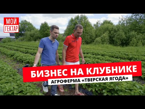 КЛУБНИЧНЫЙ КОРОЛЬ | ПРОМЫШЛЕННОЕ ВЫРАЩИВАНИЕ | 50 ГЕКТАРОВ ПОД ЯГОДЫ И НЕ ТОЛЬКО | ОТ СОХИ ДО СОХИ