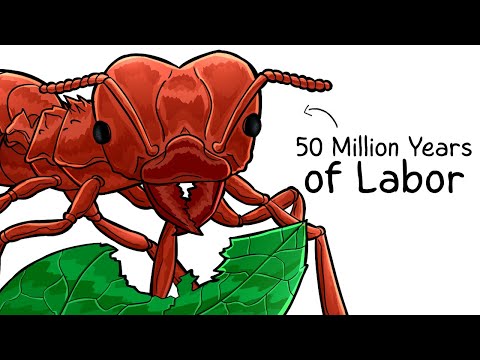 Why it Sucks To Be Born As a Leafcutter Ant