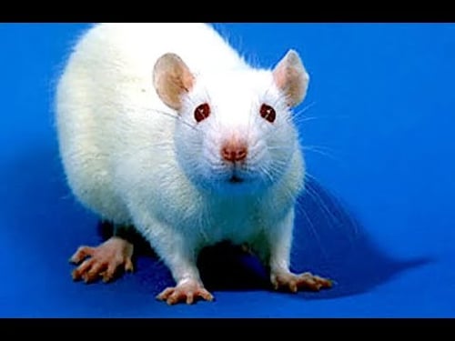 Poor Rat Was Made To Take Cocaine