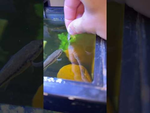 WHAT IS MY BABY BASS’ FAVORITE FOOD???