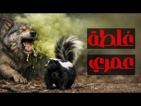 حيوانات رخمة لدرجة إن المفترسين بيسيبوهم في حالهم