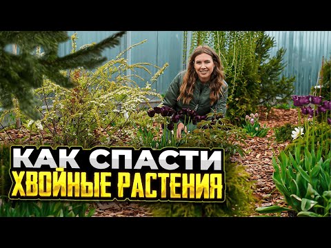 HOW TO RESTORE CONIFERS | Spray this on conifers to prevent diseases and yellowing of needles | H...