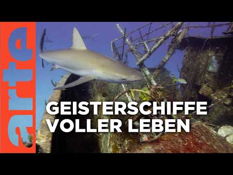 Schiffswracks, voller Leben nach dem Untergang | Doku HD | ARTE