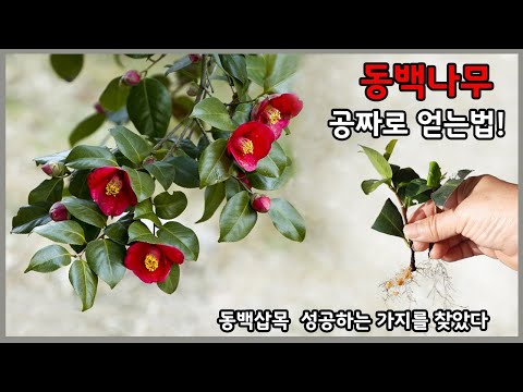 I found a branch that is successful in propagating camellia cuttings. I'll tell you about it.