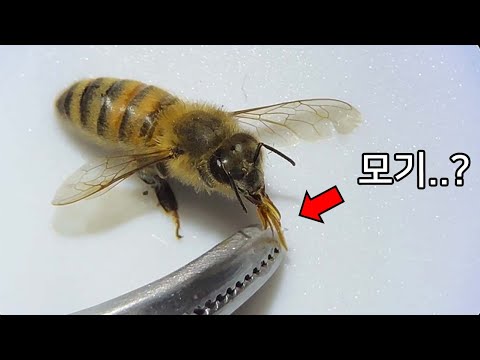 당신이 꿀벌에서 보지 못한 것들 (feat. 프응님) - 꿀벌 해부