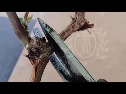葡萄小树修剪催花,三节摘心,去了第一个副梢,逼冬芽出来做延长枝,副梢留一叶是避免它旁边的冬芽萌发,冬芽留着以后有用的。(用汽车牛油封剪接口)有些品种需要留到5-6叶才来花,没来花才回剪到三张哪个位置。