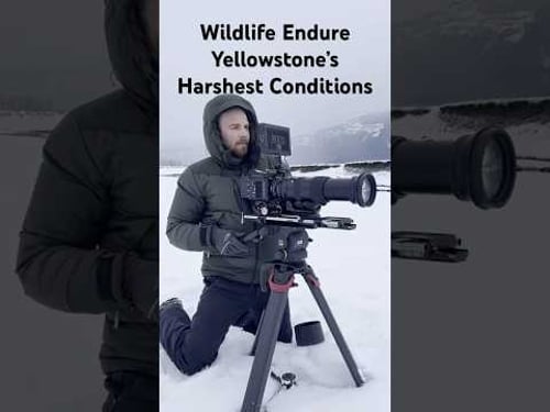 Wildlife enduring some of Yellowstone’s harshest conditions #naturephotography #wildlife