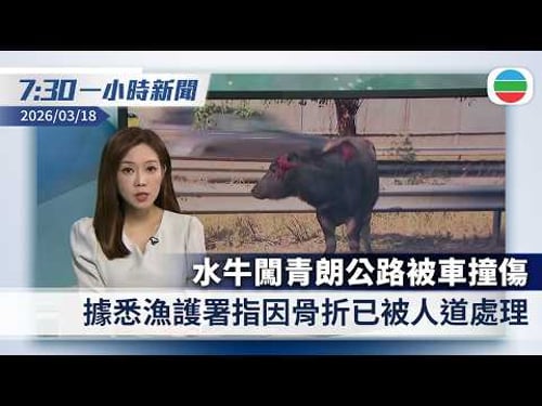 無綫7:30一小時新聞:水牛闖青朗公路被車撞傷 據悉漁護署指已被人道處理|伊朗用集束彈攻擊特拉維夫 據悉穆傑塔巴拒停火並要求賠償|香港新聞|無綫新聞|TVB News|2026/03/18