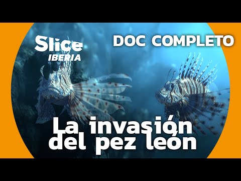 El pez león: la mayor amenaza para los arrecifes | SLICE Iberia