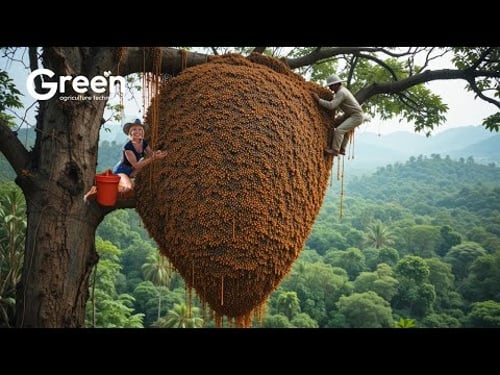Mastering Climbing Skills to Harvest Wild Honey from Dangerous Heights