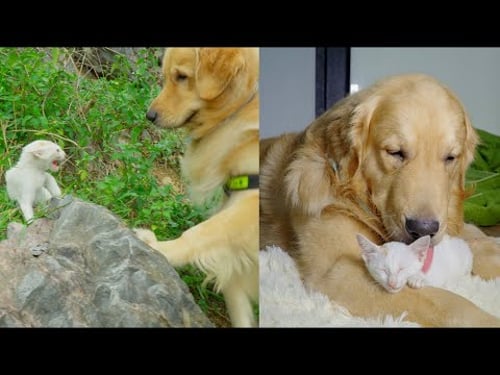 My Golden Retriever Found a Bold Lost Kitten and Adopts Him!