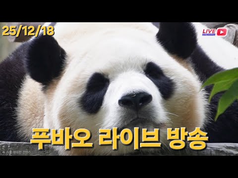 12월 18일 푸바오 라이브 방송(12.18 Fubao Live Broad Cast) : 12월 18일 푸바오 영상, 24년 9월 14일 푸 영상 같이 봐요~❤️