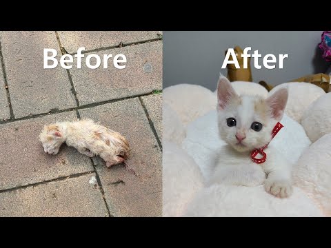 Raising abandoned cat for 2 months