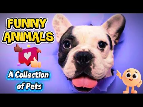 Funny Animals. A Collection of Pets ππ
ππ€ #animals #catvideos #cats #pets #funnyvideo