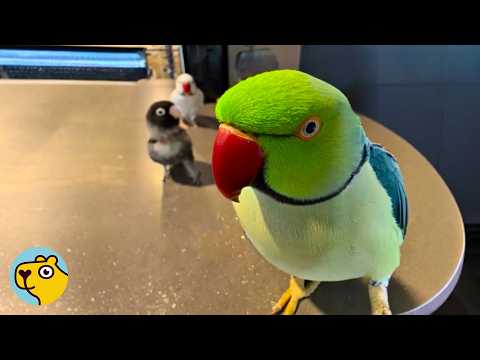 Lonely Bird Finally Meets The Best Friend He Always Wanted