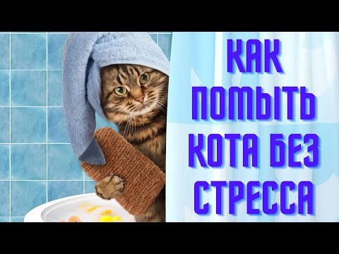 Как помыть кота без стресса