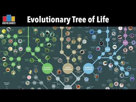 Evolutionary Tree of Life (Full Series)