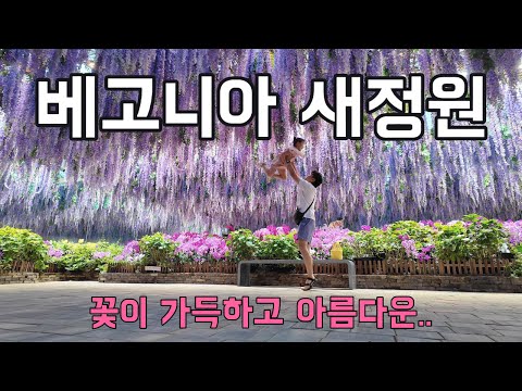 가평 베고니아 새정원 🌸 꽃이 피어난 힐링 여행