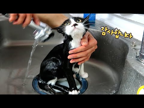 The full story of a stray kitten who was kicked out of his home and found a new family to rise in...