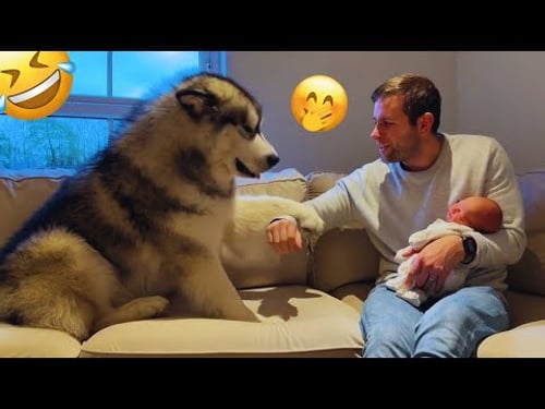 I dare you not to LAUGH at these FUNNY DOGS 😁🦮 - Best Funny Animals Videos 2024 & 2025#71