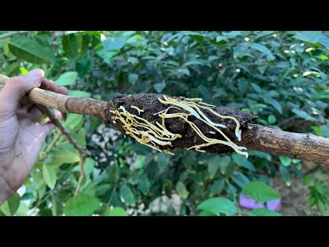 ازرع أكبر شجرة ليمون خلال أسبوعين بطريقة سريعة وجديدة