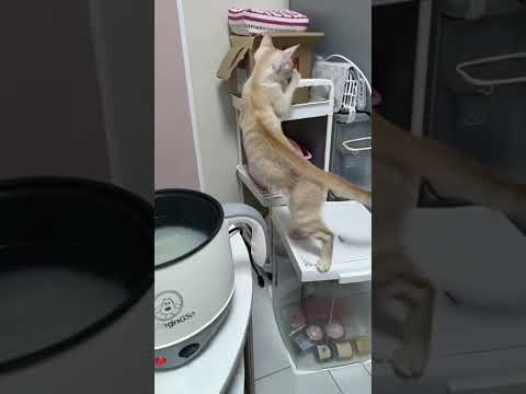 I Can’t Stop Laughing 😆 Look at What This Cat Did!#cat #funnyvideo #funnycats #reels #pets #catlife
