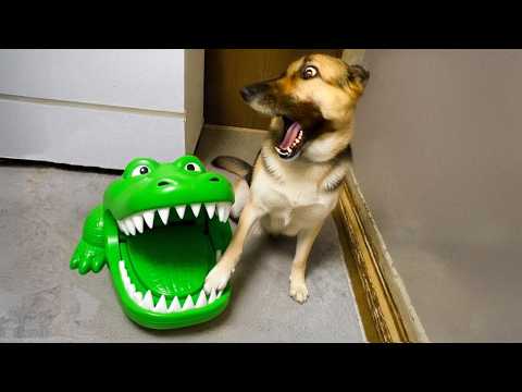 Funniest Pets of 2025π BEST Animal Videos