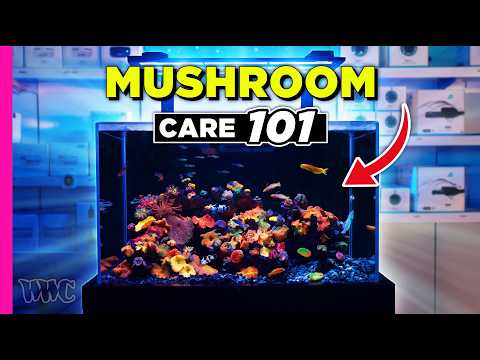 You Won't Believe What's In This Mushroom Coral Tank!! | 90 Gallon Tank