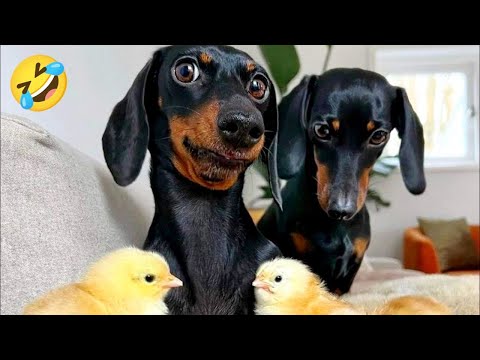 Cats π± & Dogs πΆ Fails #10 | Funniest Compilation 2025