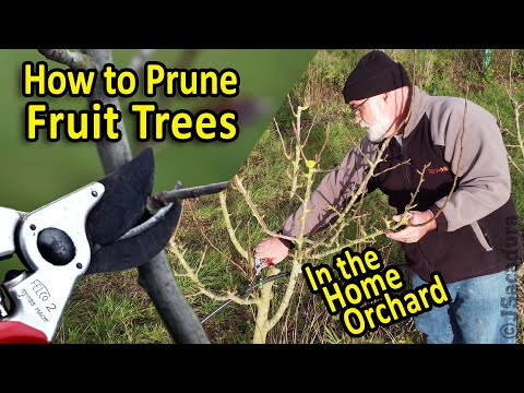 Pruning Fruit Trees in the Home Orchard | A step by step video guide