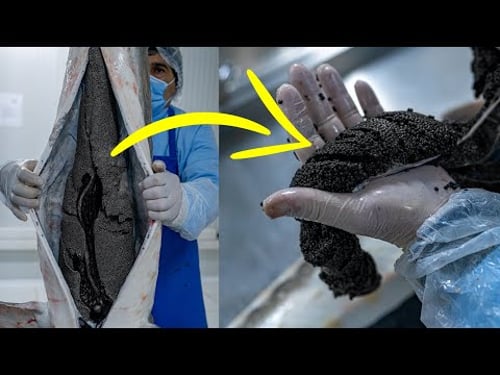 They Produce TONS Of Black Caviar Every Week! Black Sturgeon Caviar Plant