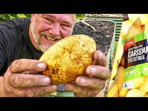 Growing Potatoes from OLD Supermarket Potatoes