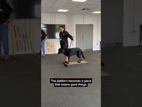 Building calm focus and reliability one step at a time 🐾 #GuideDogs #GuideDogsUK #GiftsInWills