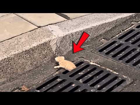 A kitten stuck at the storm drain, sliding down helplessly, about to fall into the darkness below!