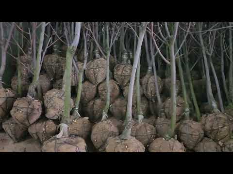 25년2월묘목.결실주 판매.상담전화:010-3545-6514.경산톨게이트 5분거입니다