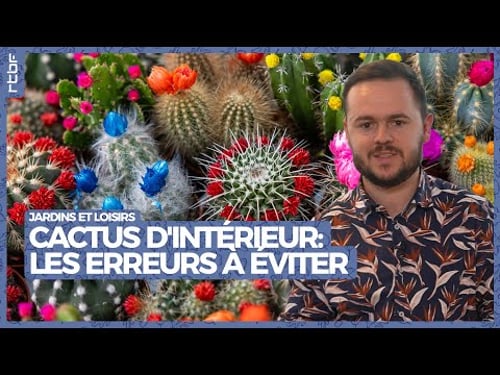 Cactus d'intérieur : les erreurs à éviter pour des plantes en pleine santé | Jardins et Loisirs