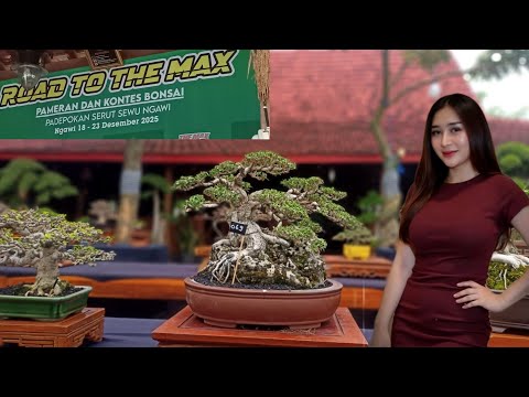 Road to the max Ngawi pameran dan kontes bonsai padepokan serut sewu