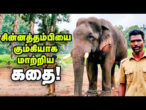 'சின்னத்தம்பி’ யானையின் தற்போதைய நிலைமை..? #Chinnathambi #Kumki