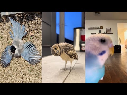 Bird rescue 2#lovestory #birds #wildliferescue #animals #rescue #love