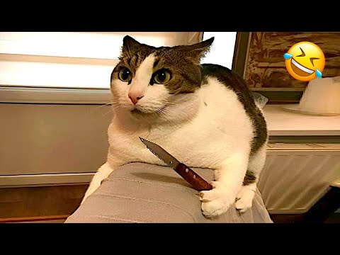 You Laugh You Lose 😹 Funniest Cats and Dogs 2025🤣