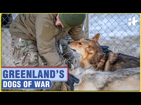 Trump Mocked Greenland’s Dog Sleds Unit But They Are Europe’s Deadliest Arctic Force | Sirius Patrol
